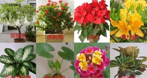 臥室養(yǎng)花需謹(jǐn)慎 這8種常見花卉或傷身，這些安全植物讓居室更健康